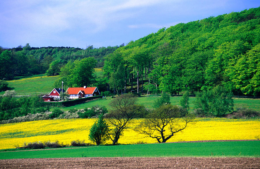 Rape Fields And Forests Surrounding Photograph by Anders Blomqvist