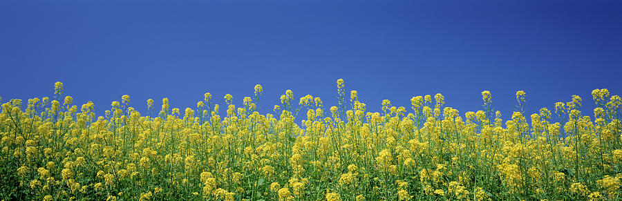 Rape Flowers Photograph by Panoramic Images