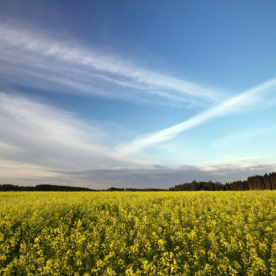 Nature Photograph - Rape Seed Field And Blue Sky With by Johan Klovsjö