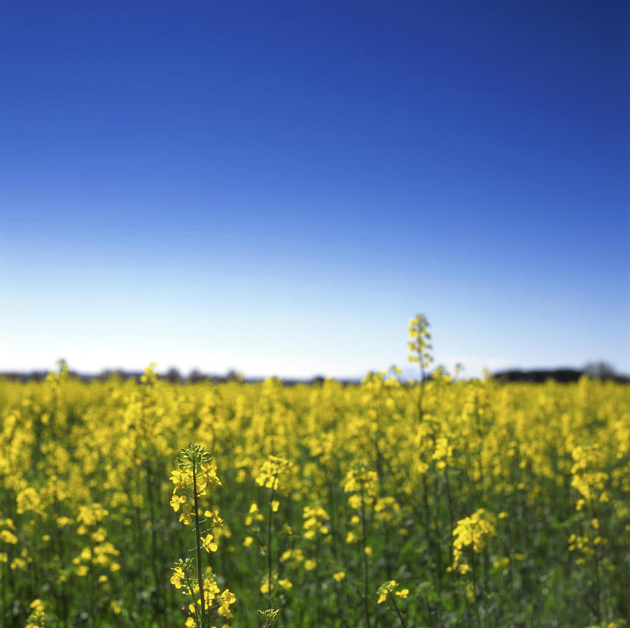 Rapeseed And Deep Blue Sky Photograph by Michele Berti