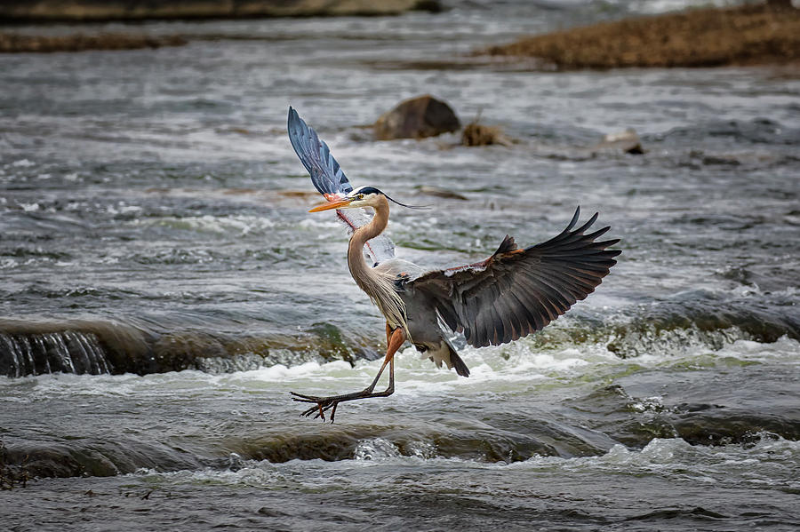 Rappahannock Blue Heron Photograph by C  Renee Martin