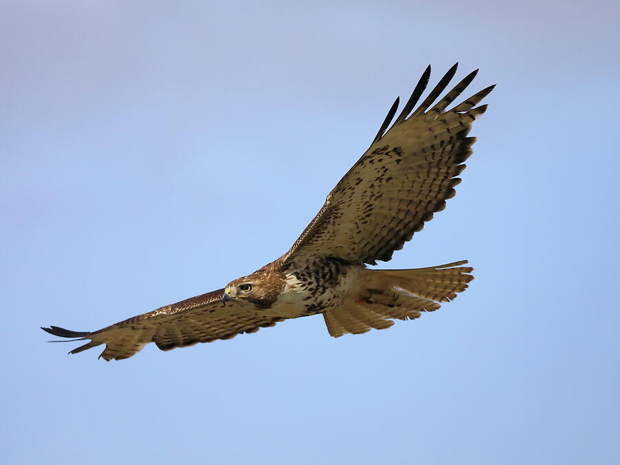 Raptor in flight Photograph by Alex Nikitsin - Fine Art America