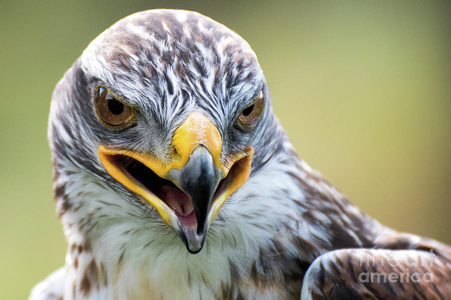 Raptor Power by Eyeshine Photography Raptor Power by Eyeshine Photography