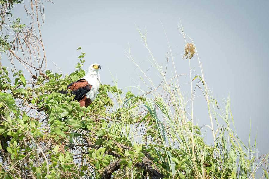 African Fish Eagle In Tree Photograph by Timothy Hacker