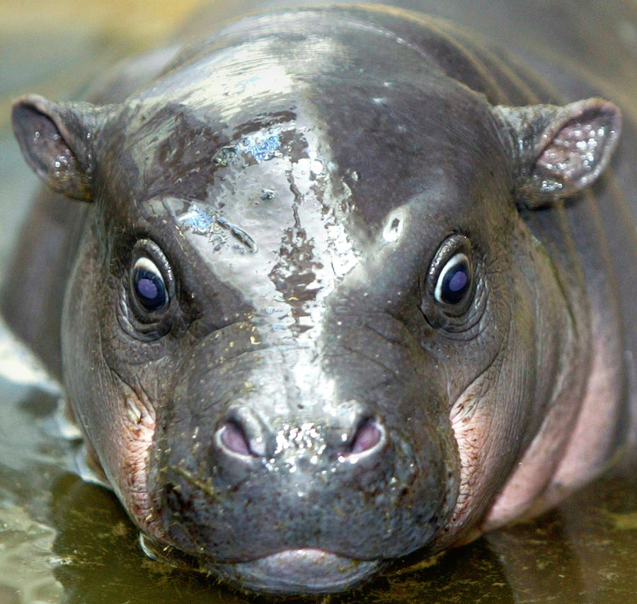 Rare Baby Pygmy Hippopotamus Swims Photograph by Yuriko Nakao | Fine ...