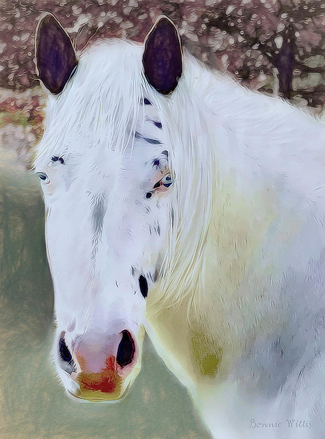 Rare Blue eyed horse Photograph by Bonnie Willis