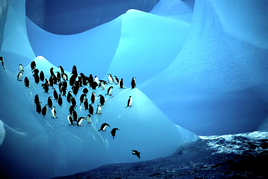 penguin on iceberg