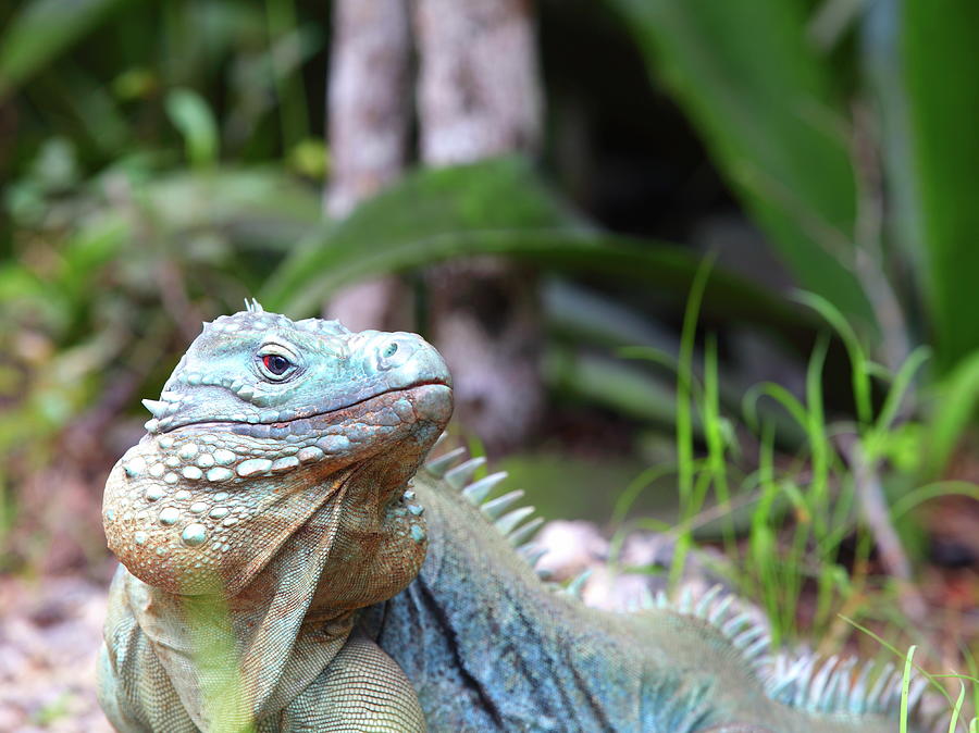 Rare Blue Iguana Photograph by Alex Nikitsin - Pixels