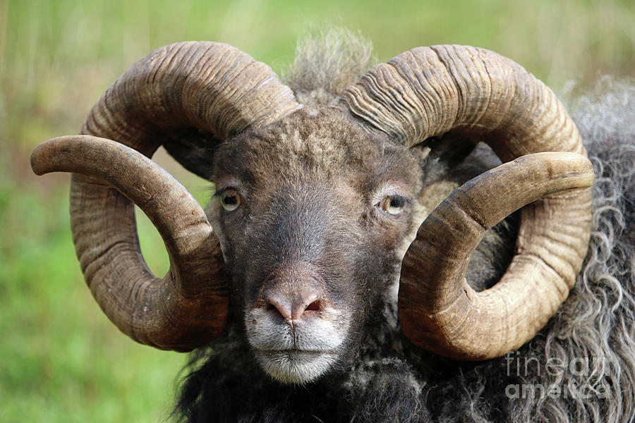 Rare Breed Sheep Photograph