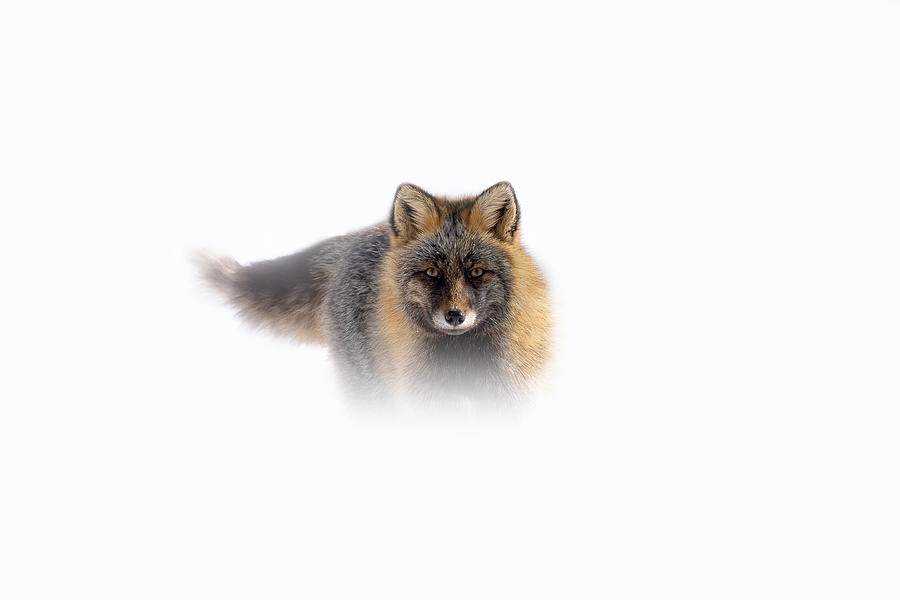 Rare Cross Fox Photograph by Koko