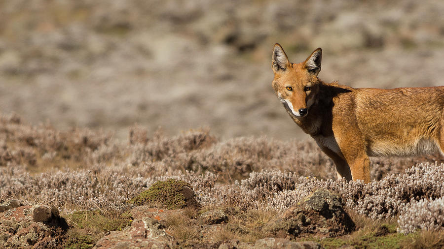 Rare Ethiopian Wolf in Sanetti Plateau Photograph by Jwngshar Narzary ...