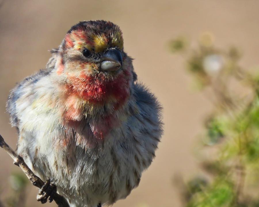Rare Multicolored Male House Finch Photograph by Judy Kennedy