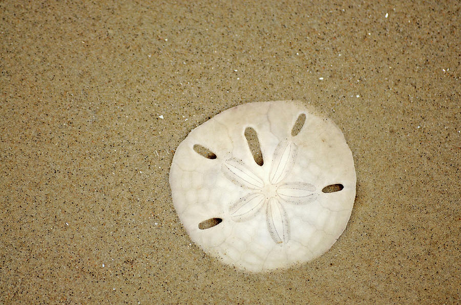 Rare Sea Shell Photograph by Doreen Reichmann Www.doreen.es