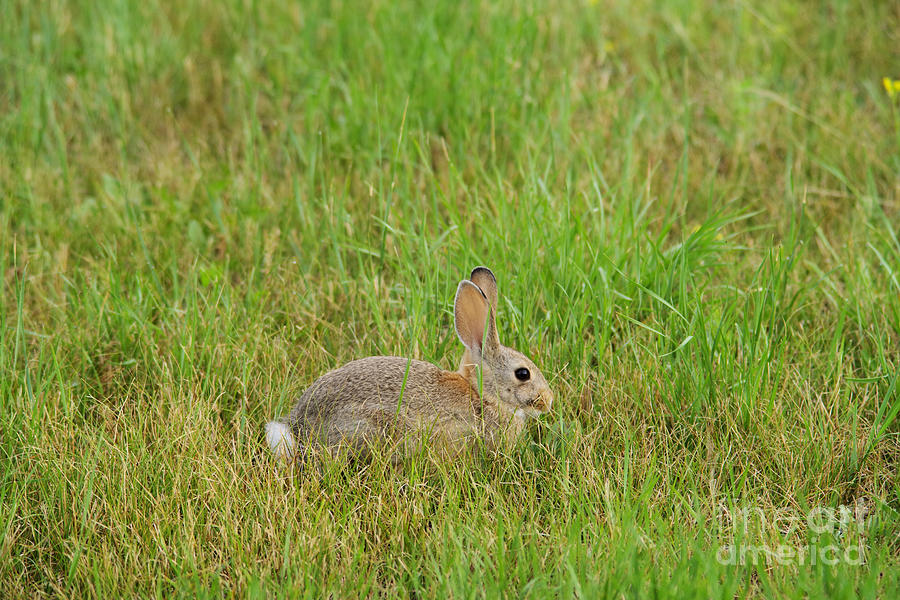 Wildlife Photograph - Rascally rabbit by Jeff Swan