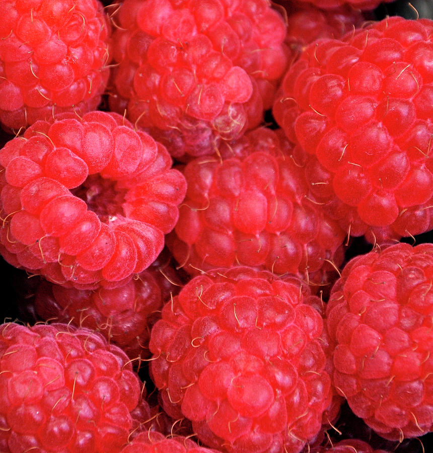 Raspberries Photograph by Alicia Clerencia