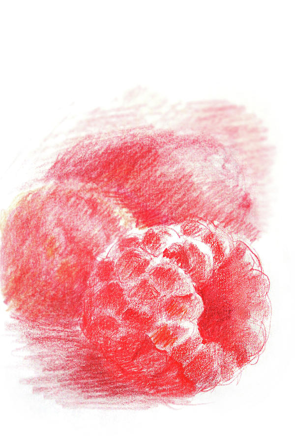 Raspberry Drawing by Masha Batkova