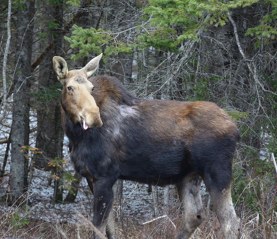 Raspberry Moose Photograph by David Porteus