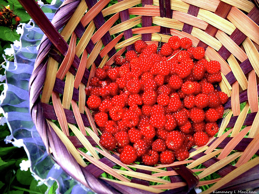 Raspberry Picking Photograph by Kimmary MacLean