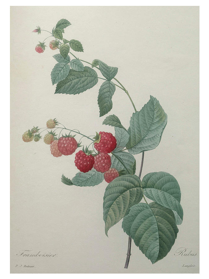 Raspberry Painting by Pierre-Joseph Redoute Raspberry Painting by Pierre-Joseph Redoute