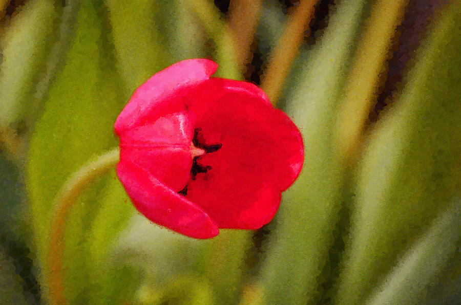 Raspberry Red Tulip Impression Photograph by Sandi OReilly