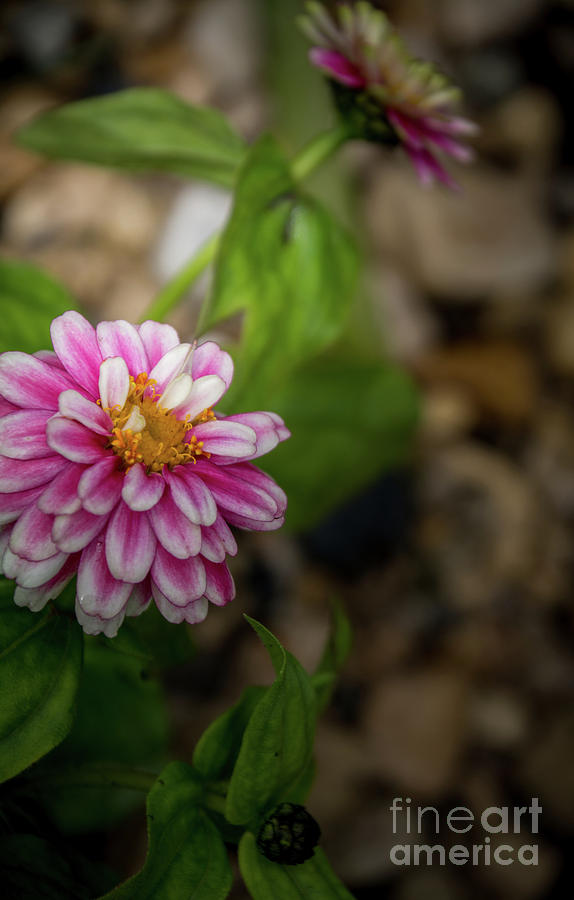 Raspberry Ripple Photograph by Deborah Klubertanz - Fine Art America
