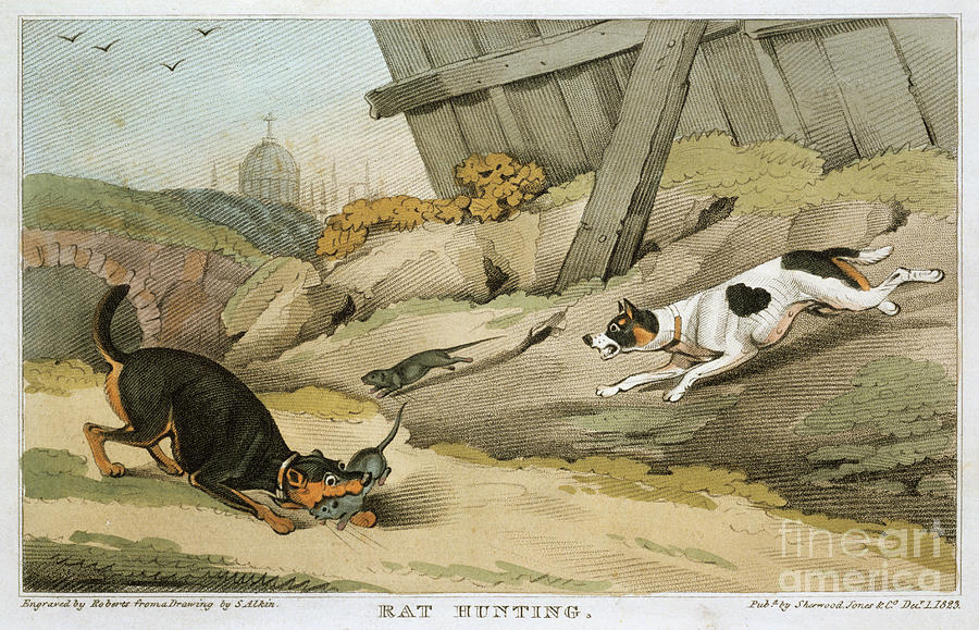 Rat Hunting, 1823 by Print Collector