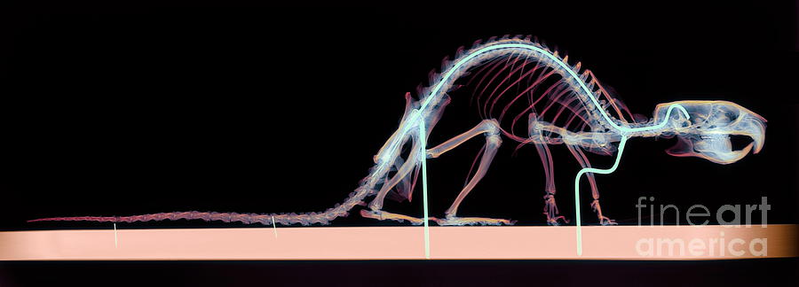 Wildlife Photograph - Rat Skeleton by D. Roberts/science Photo Library
