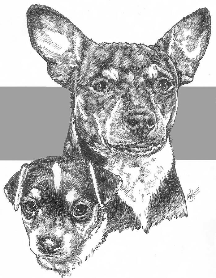 Rat Terrier and Pup Drawing by Barbara Keith