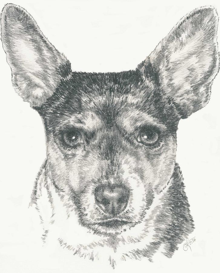 Rat Terrier in Graphite Drawing by Barbara Keith
