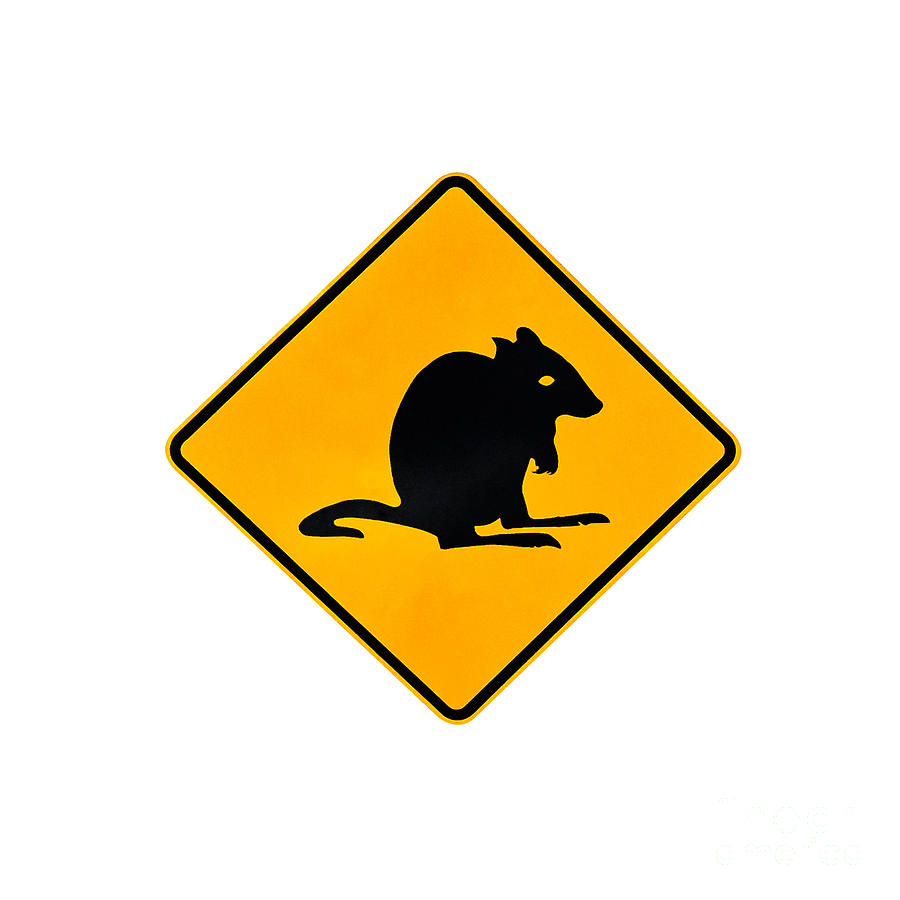 Rat Warning Sign Photograph by Benny Marty