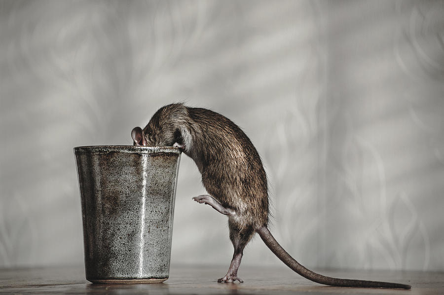 Rat Photograph - Ratatouille by Ilse Noordhof