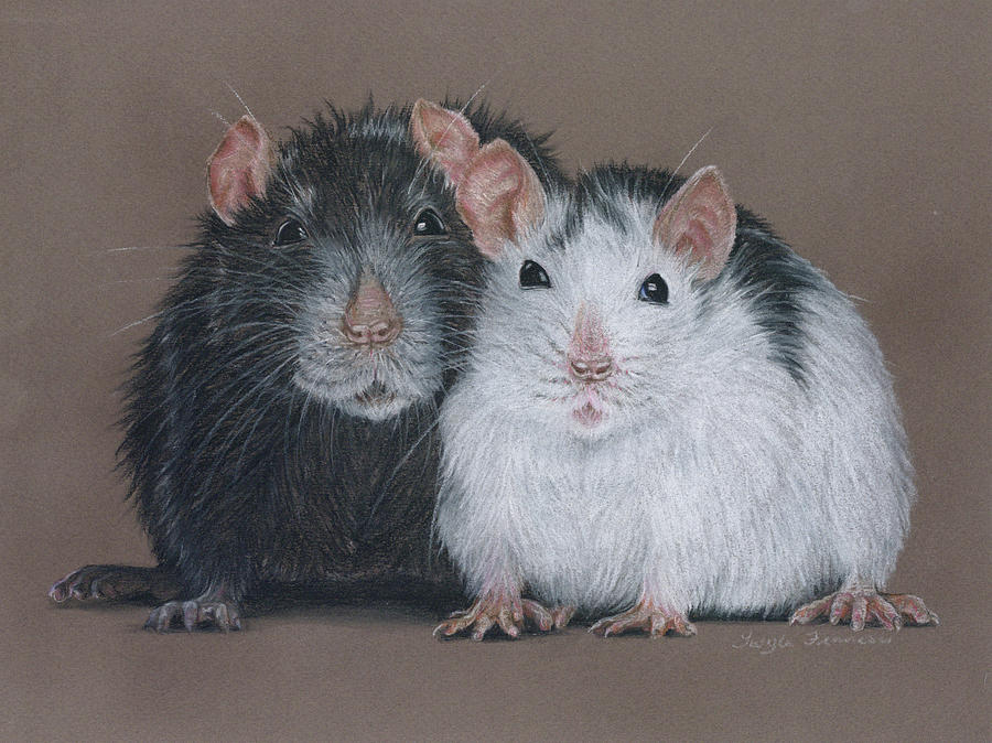 Rats Drawing by Twyla Francois