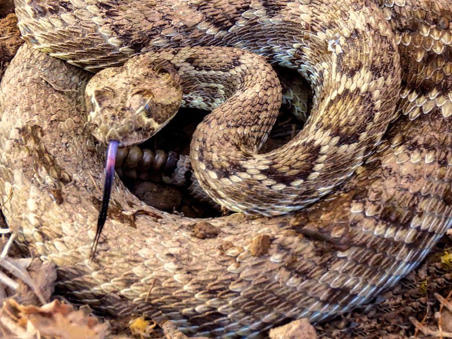 Rattler Catching Scent by Judy Kennedy Rattler Catching Scent by Judy Kennedy