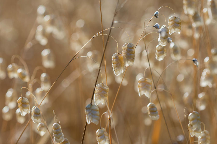 Rattlesnake Grass by Robert Potts Rattlesnake Grass by Robert Potts