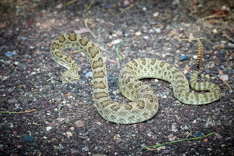 Snake Photograph - Rattlesnake by Paul Freidlund