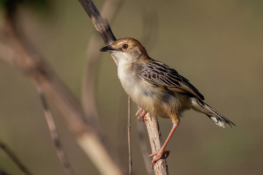 Rattling Photograph - Rattling Cisticola by Thomas Kallmeyer Rattling Photograph - Rattling Cisticola by Thomas Kallmeyer