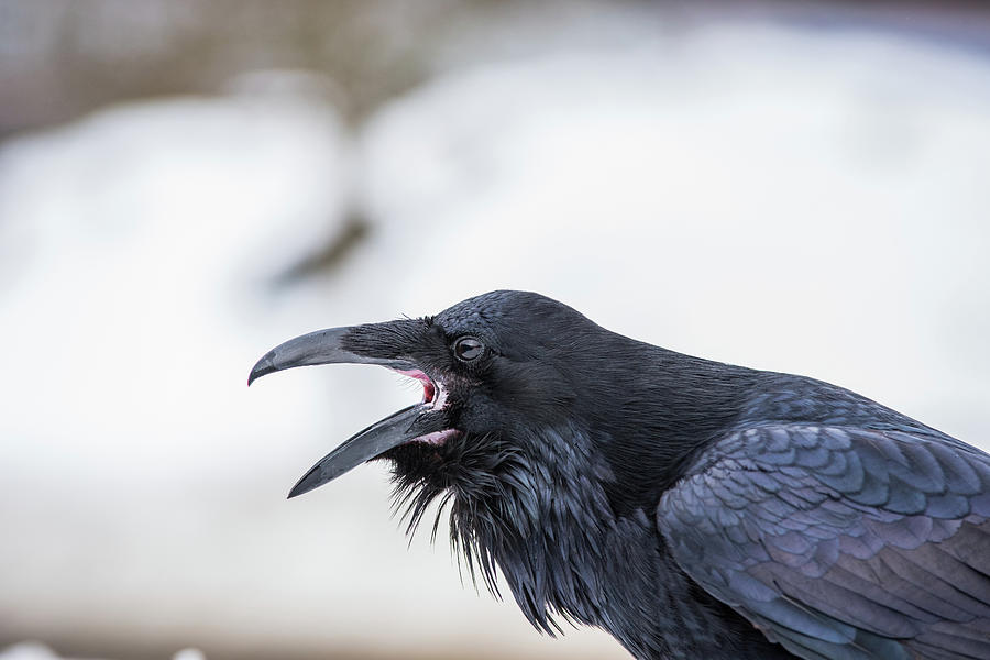 Raven 1 Photograph by David Kirby
