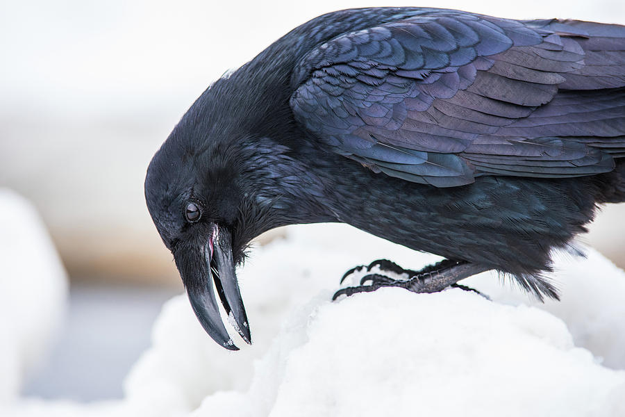 Raven 2 Photograph by David Kirby