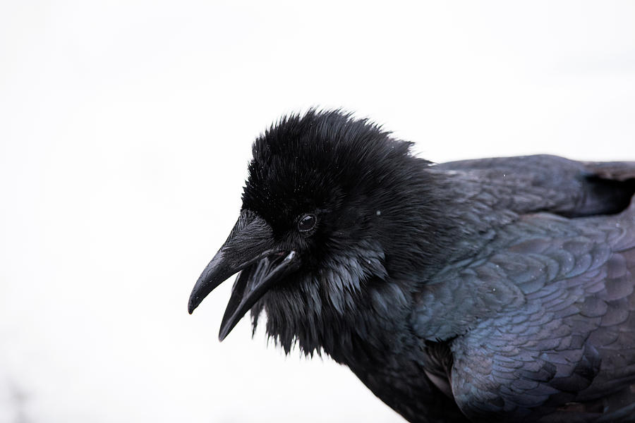 Raven 3 Photograph by David Kirby