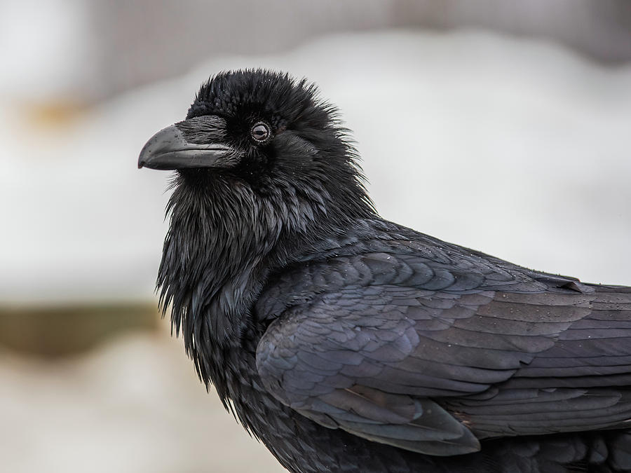 Raven 4 Photograph by David Kirby