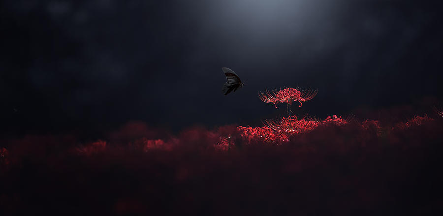 Butterfly Photograph - Raven Black And Red by Takashi Suzuki