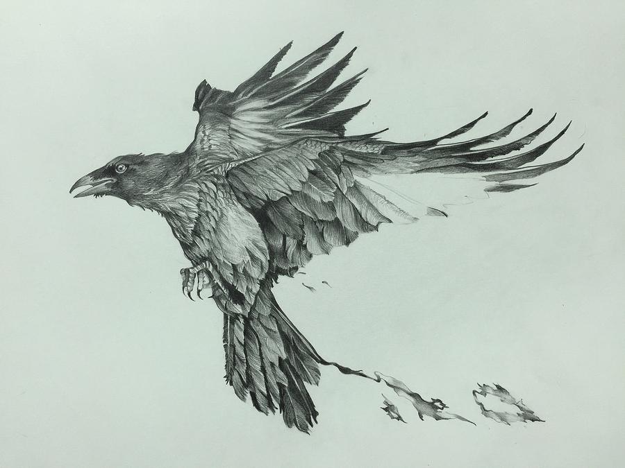Raven Flight Drawing by Camille Rendal