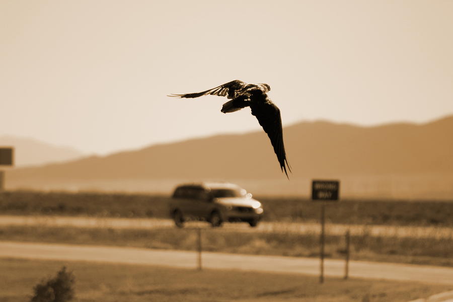 Raven Flying in Sepia Photograph by Colleen Cornelius