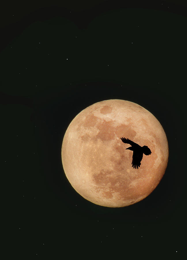 Raven Flying Through Full Moon Photograph by Grant Faint