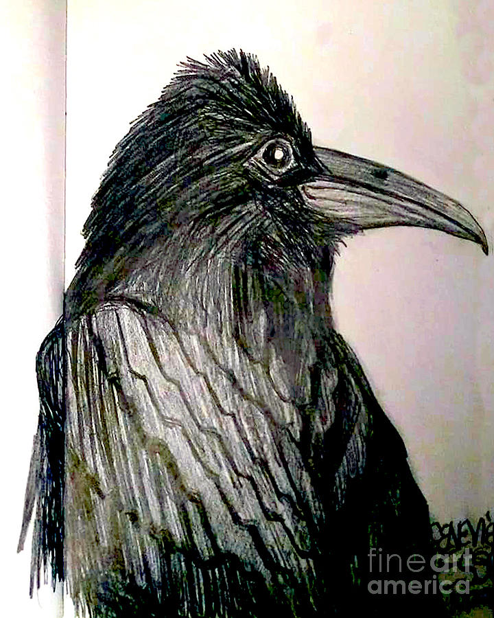 Raven Drawing by Genevieve Esson