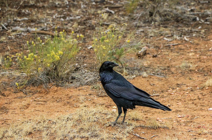 Raven, Grand Canyon Photograph by Dawn Richards