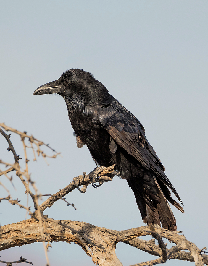 Raven in Death Valley Photograph by Loree Johnson