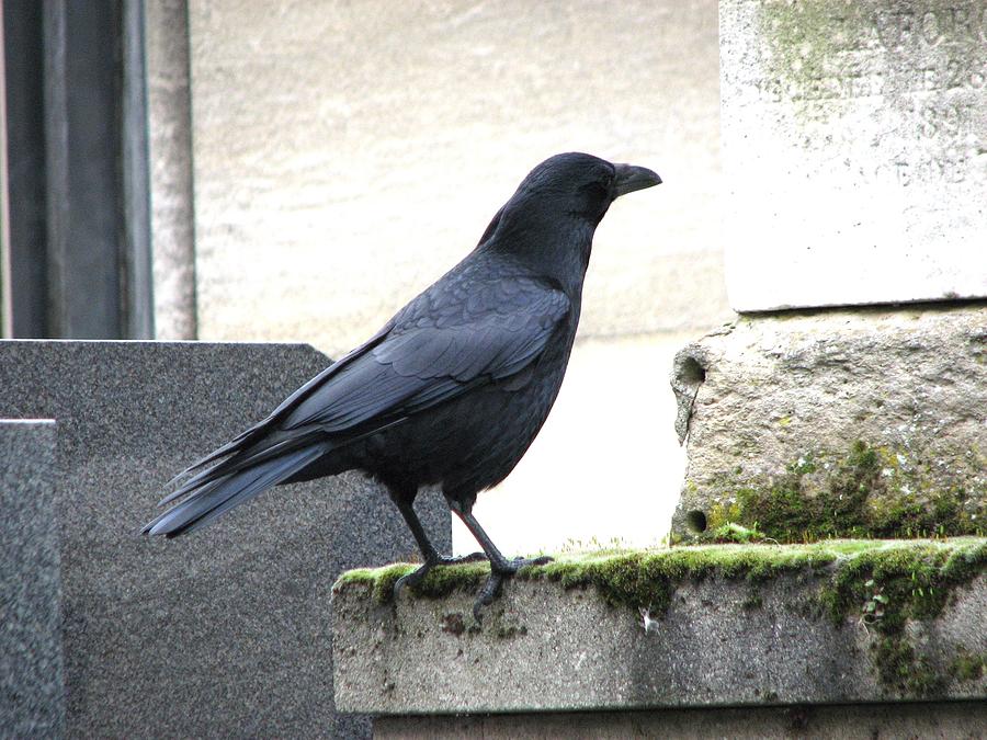 Raven in Paris cemetery Photograph by Bart Bailey - Fine Art America