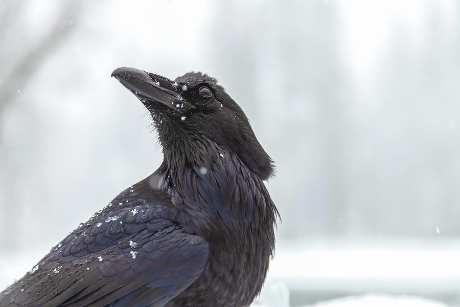 Raven In Snow Photograph by Jonathan Nguyen