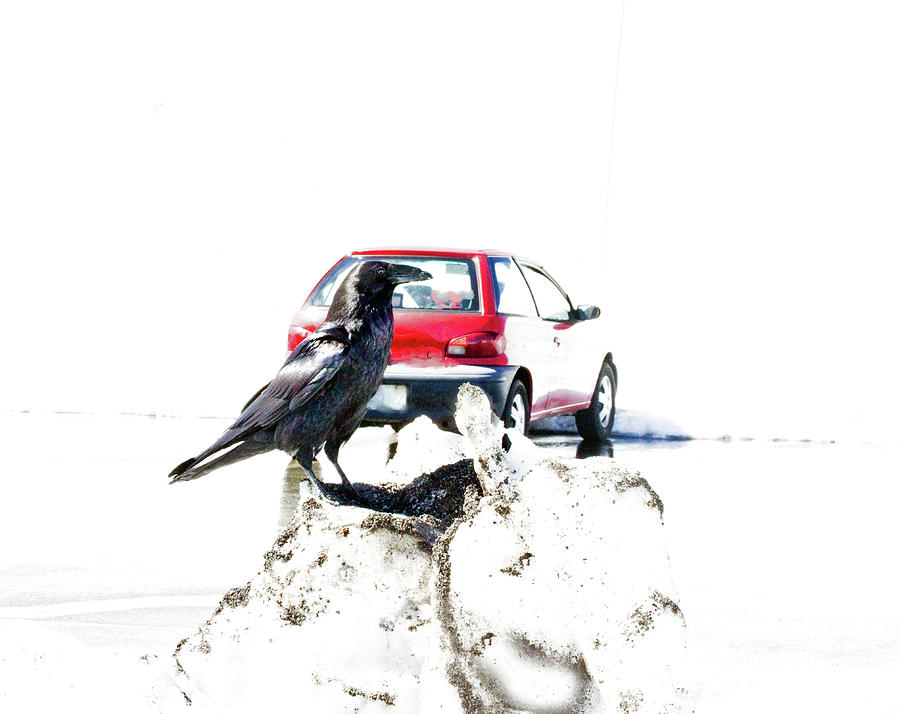 Raven In Snow - Red Car Photograph by Marie Jamieson